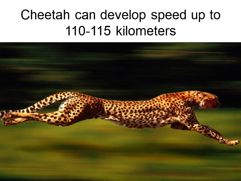 Cheetah can develop speed up to 110-115 kilometers